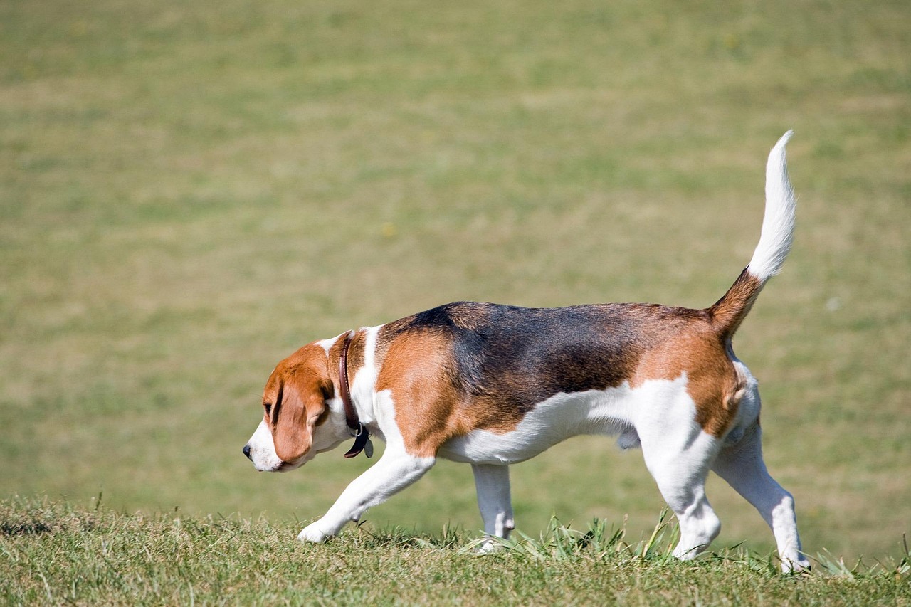Dog at Walton